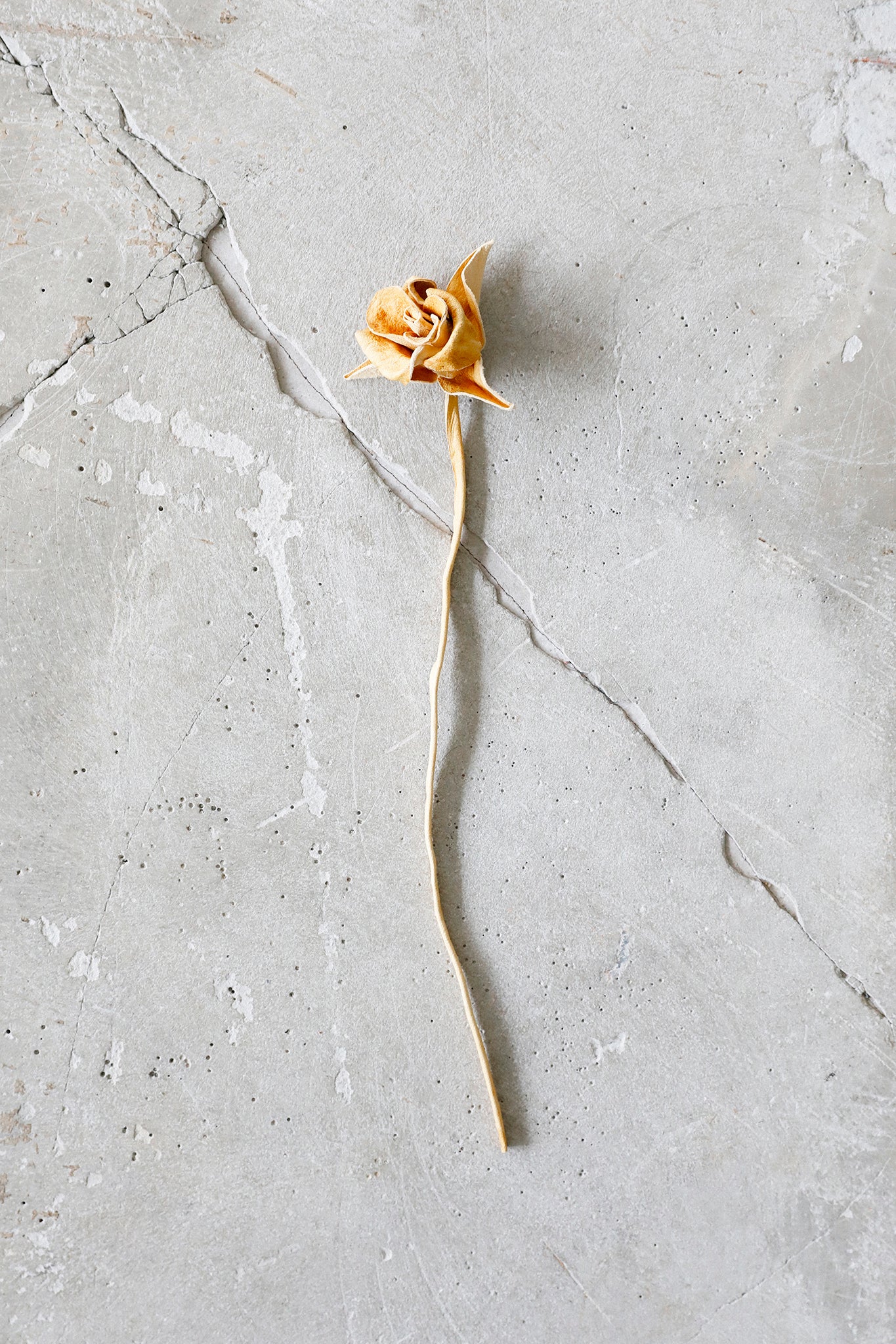 Honey Leather Rose