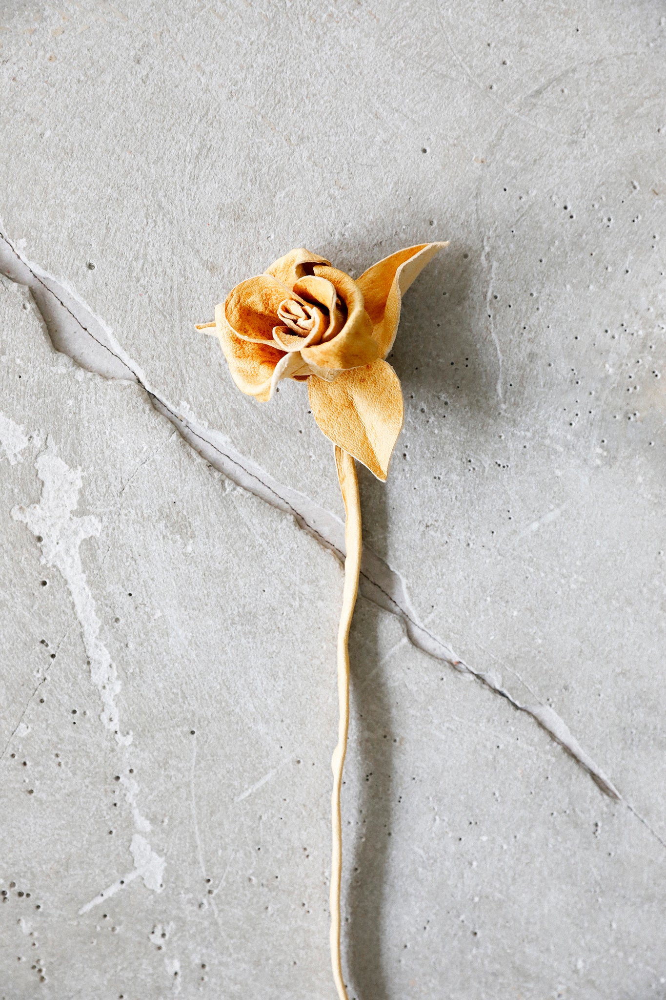 Honey Leather Rose