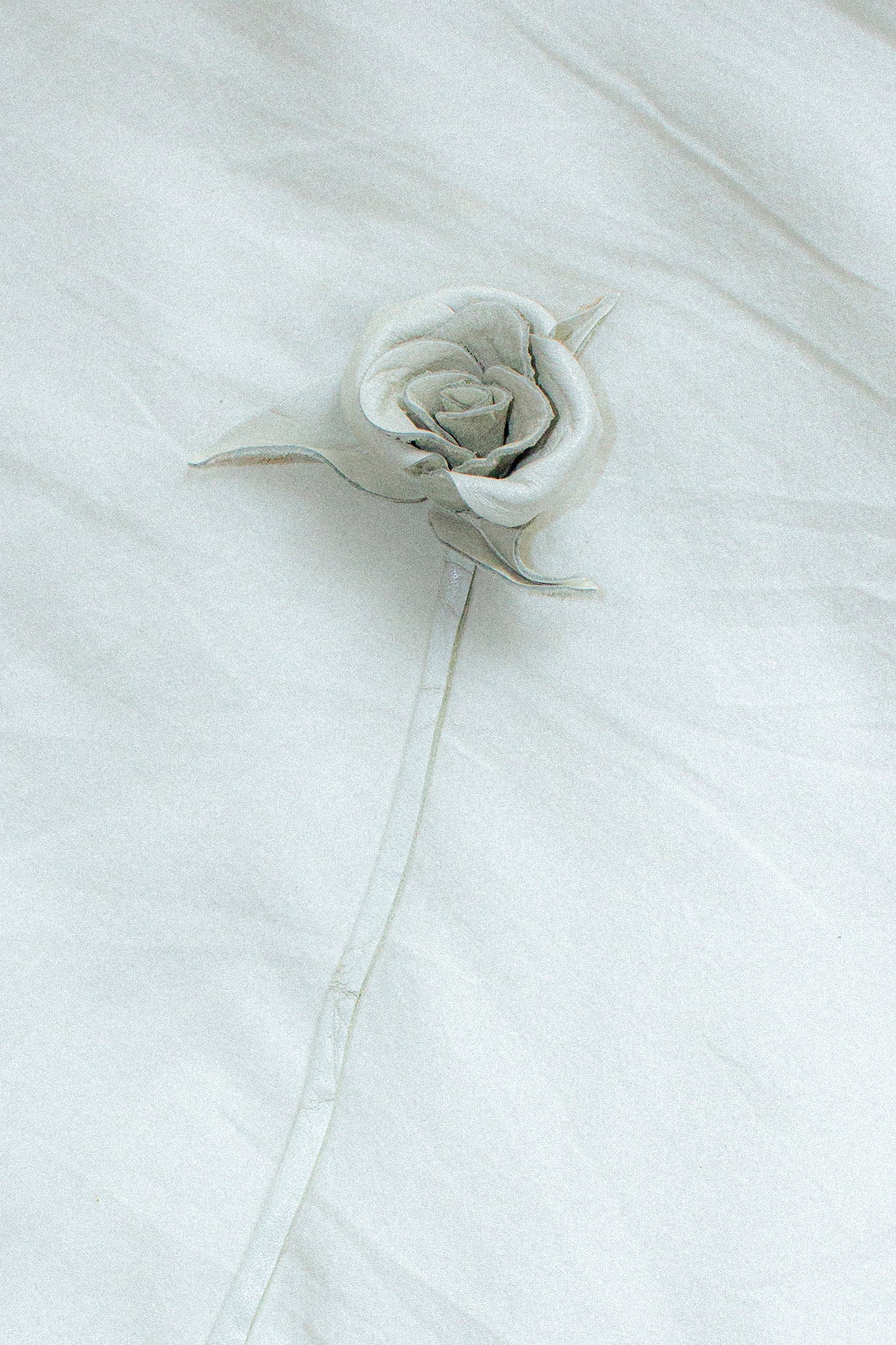 White Leather Rose